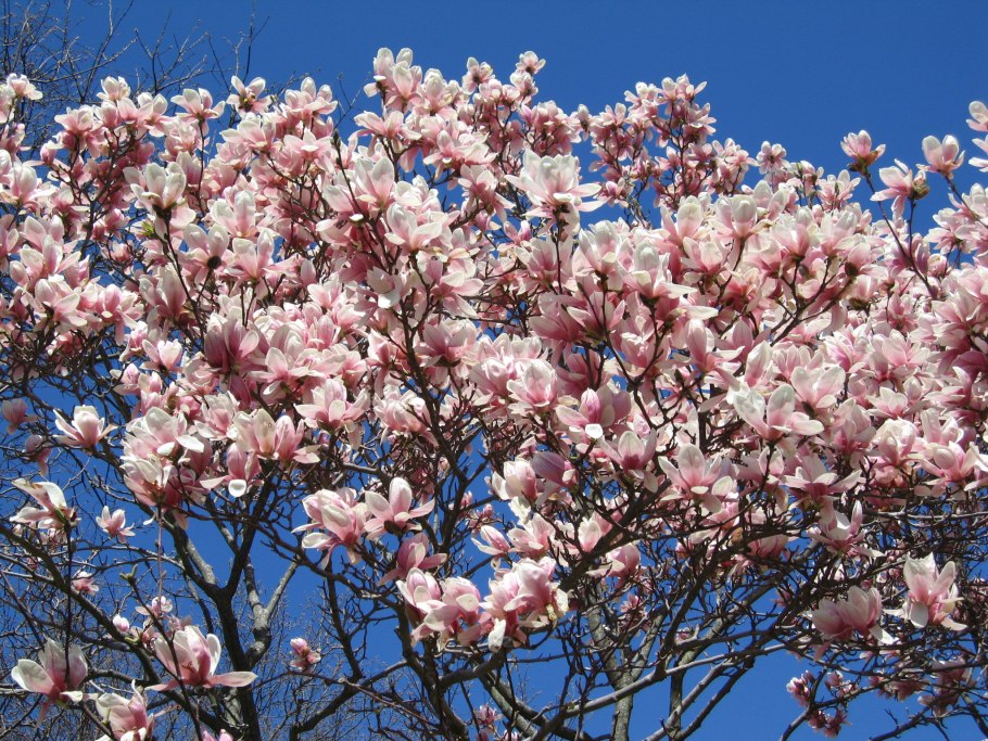 Магнолия дерево