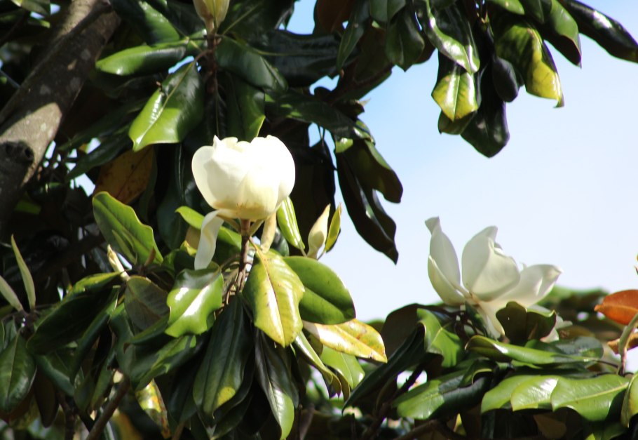 Цветы магнолии