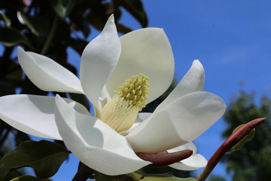 Магнолия крупноцветковая Magnolia grandiflora