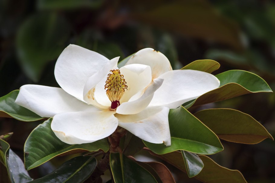 Магнолия крупноцветковая Magnolia grandiflora