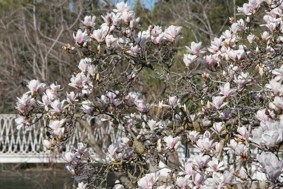 Магнолия грандифлора дерево