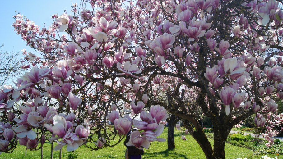 Магнолия штамбовая