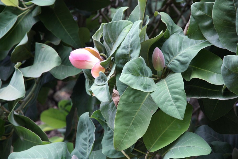 Гардения тройчатолистная