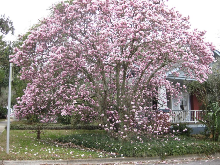 Парк Южные культуры Кобус