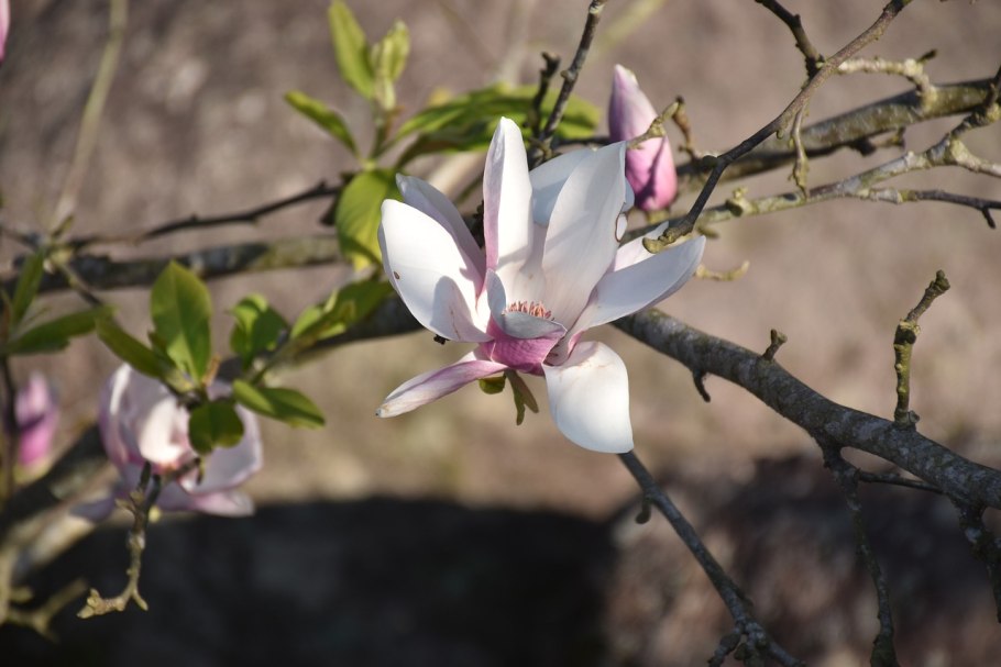 Южная Магнолия