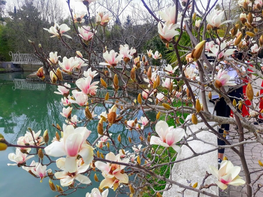 Египет Магнолия красная