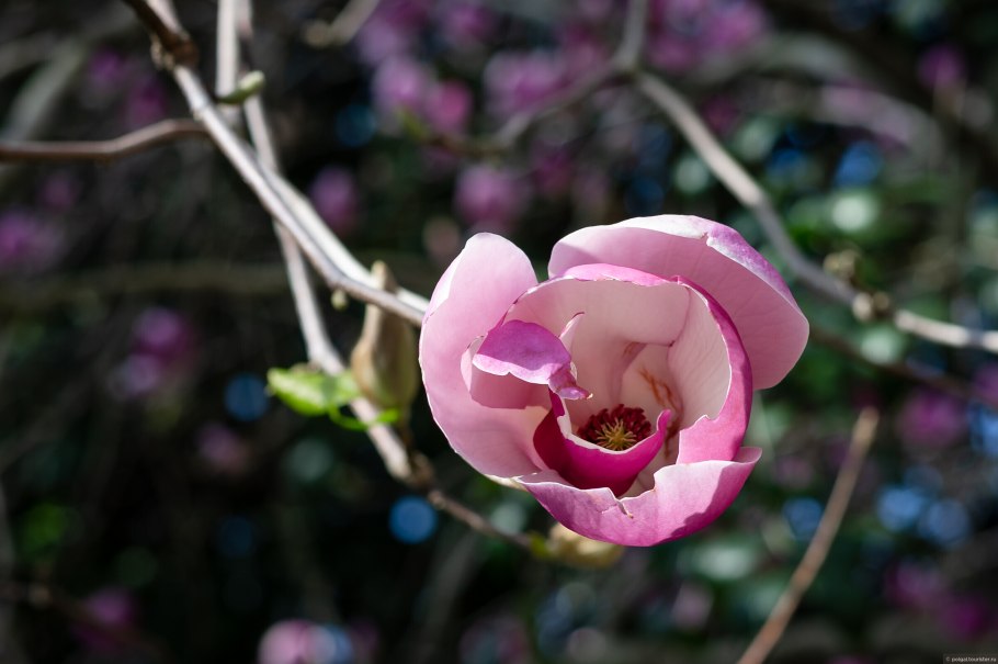 Магнолия грандифлора