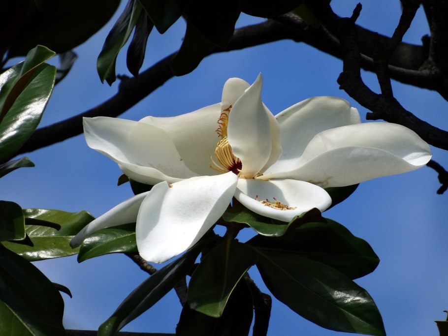 Магнолия грандифлора цветы