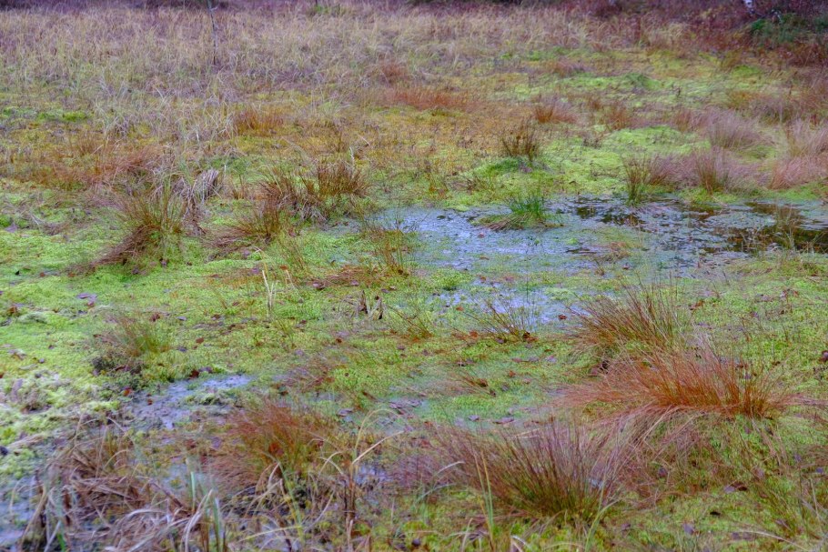 Осока Monet