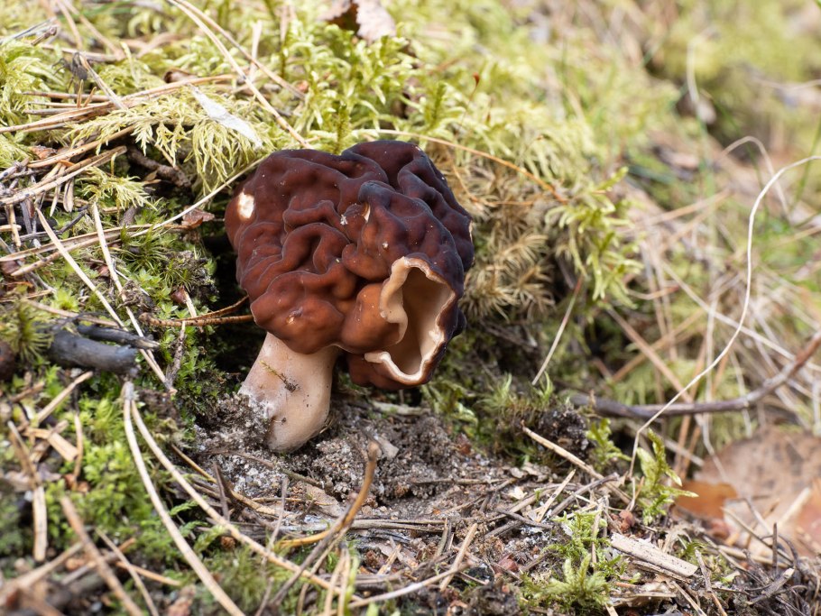 Ложные сморчки грибы