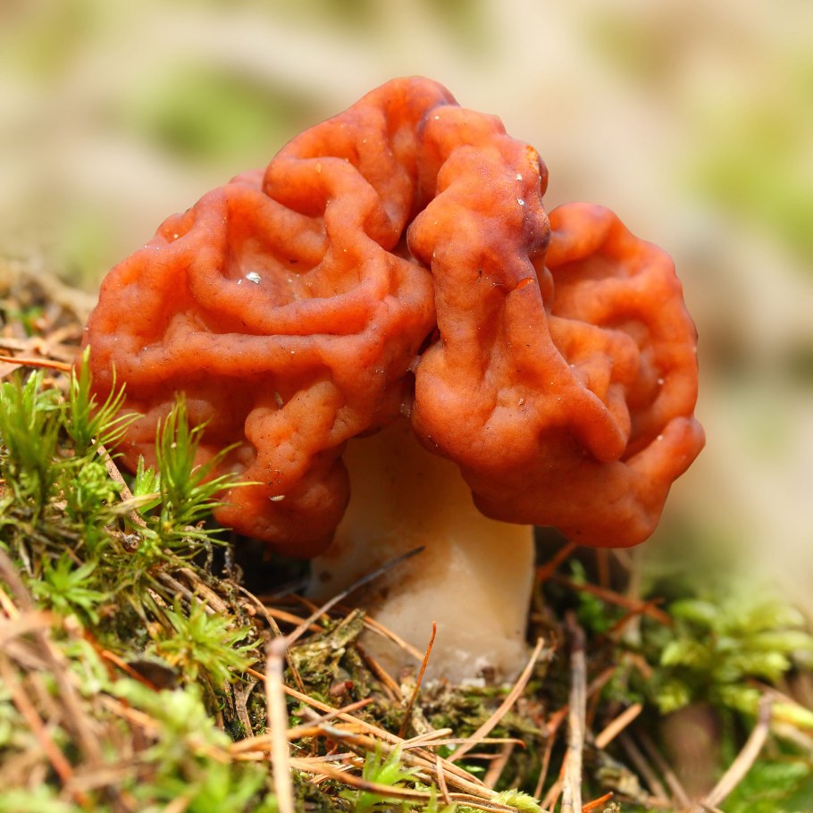Gyromitra esculenta
