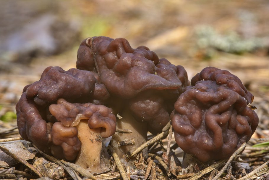 Строчок обыкновенный ядовитый гриб