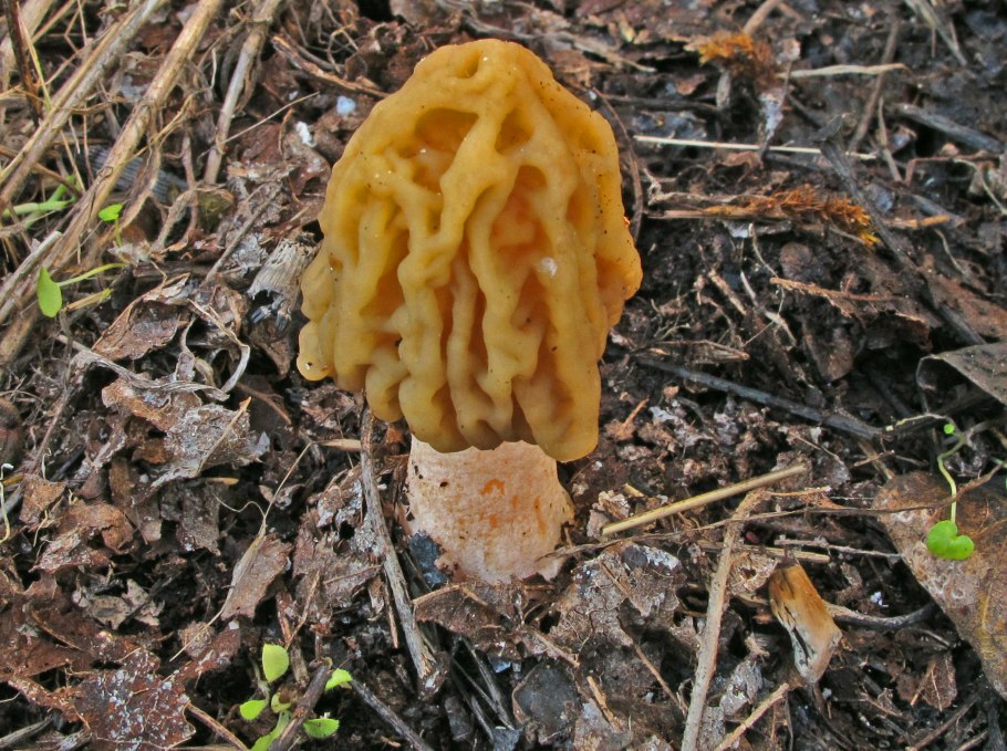 Строчок обыкновенный ядовитый гриб