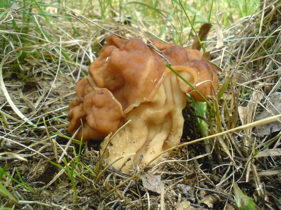 Обыкновенный строчок (Gyromitra esculenta)