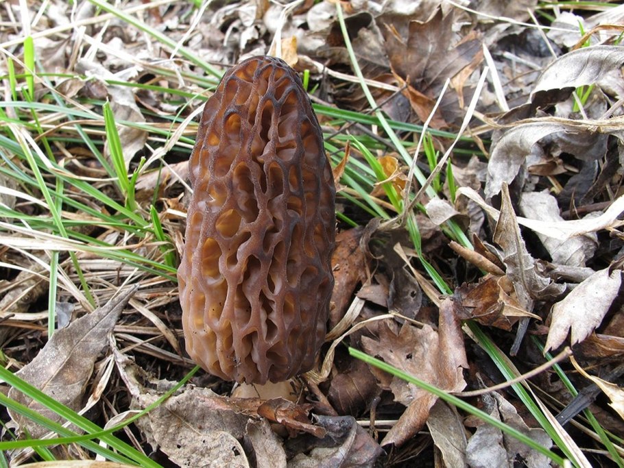 Строчок гигантский или обыкновенный