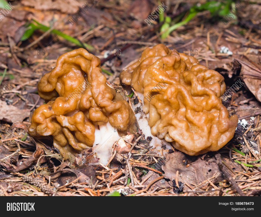 Строчок обыкновенный молодой