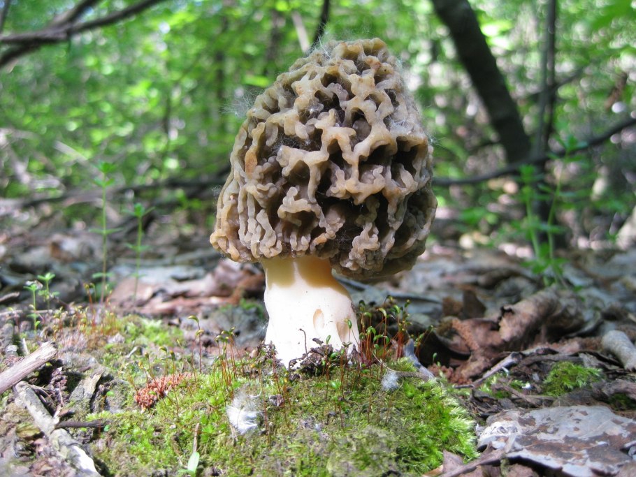 Сморчки грибы съедобные