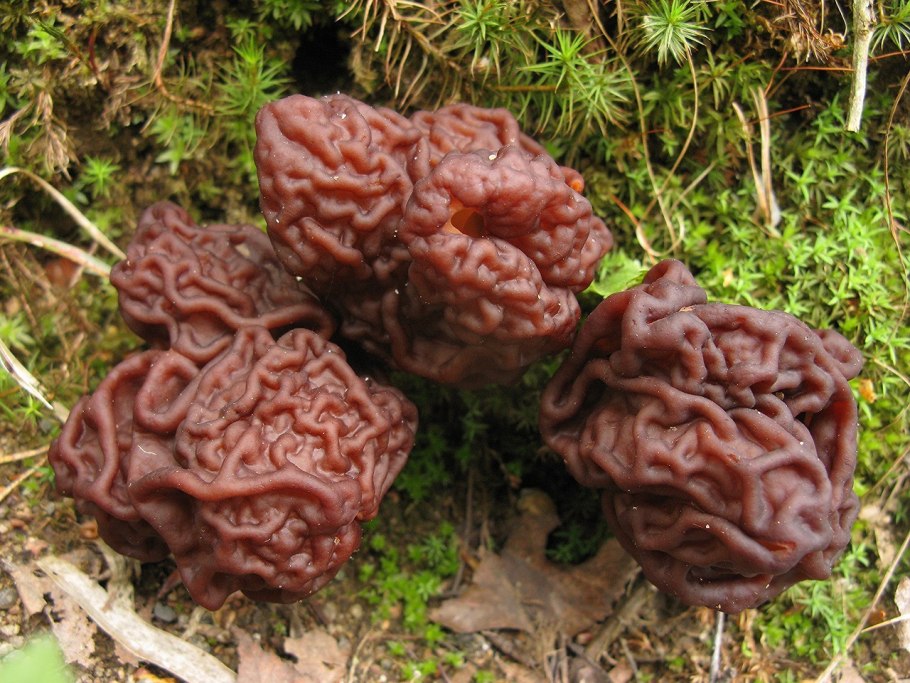 Апрельские сморчки