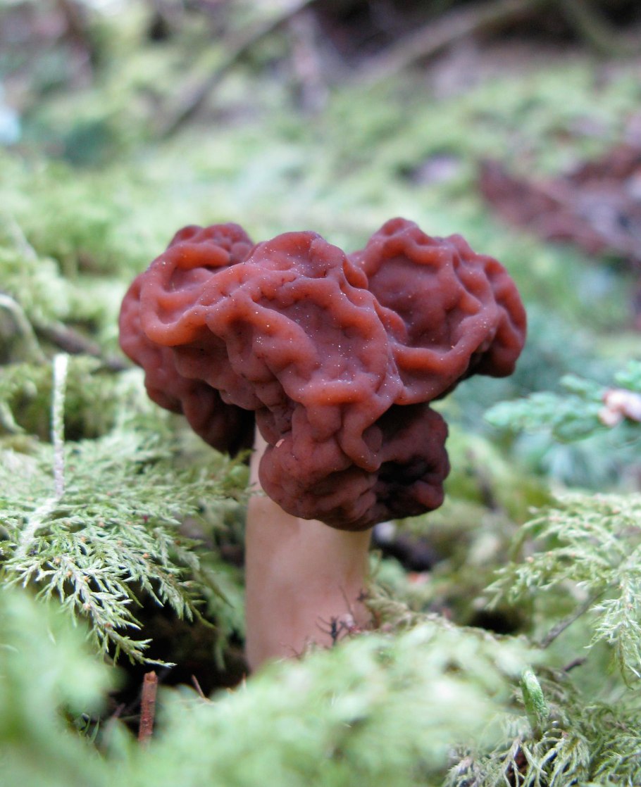 5. Строчок обыкновенный – Gyromitra esculenta