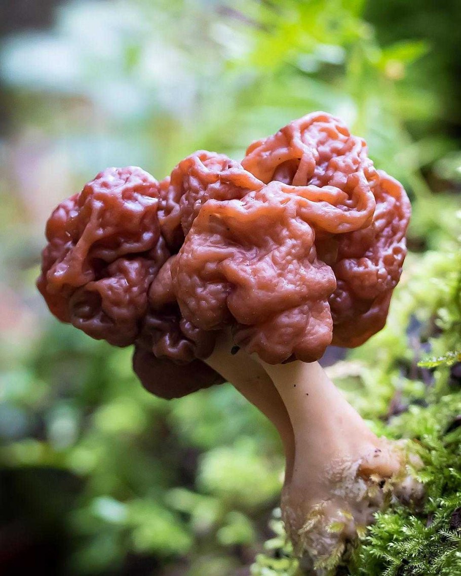 Строчок обыкновенный