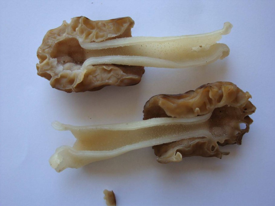 Сморчки Коника