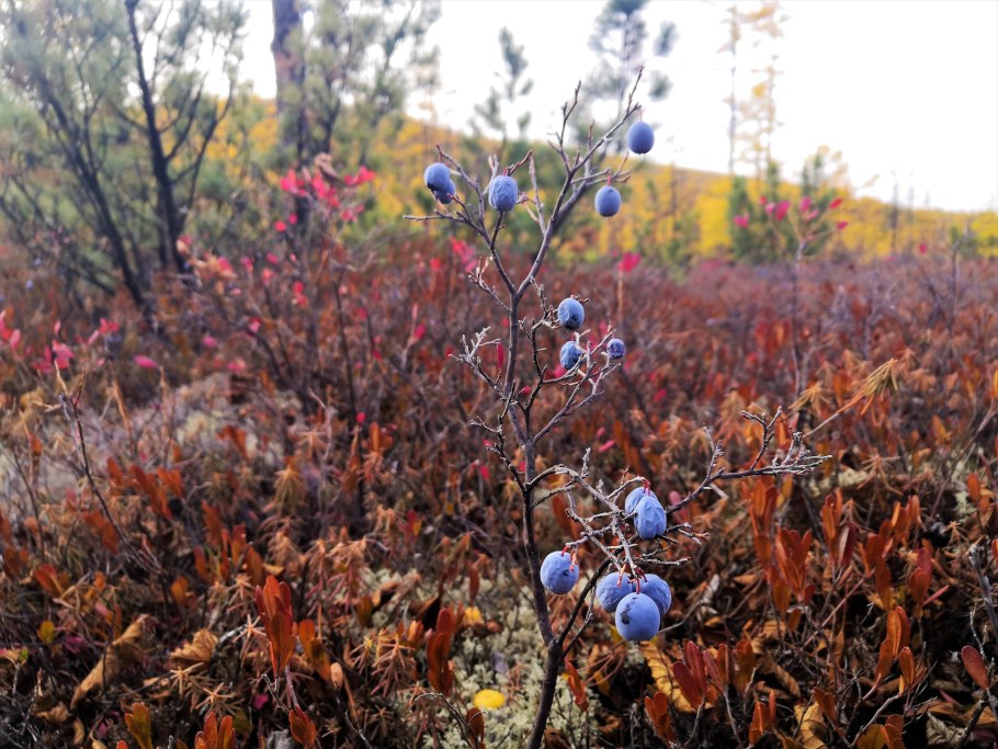 Лесные ягоды дальнего Востока