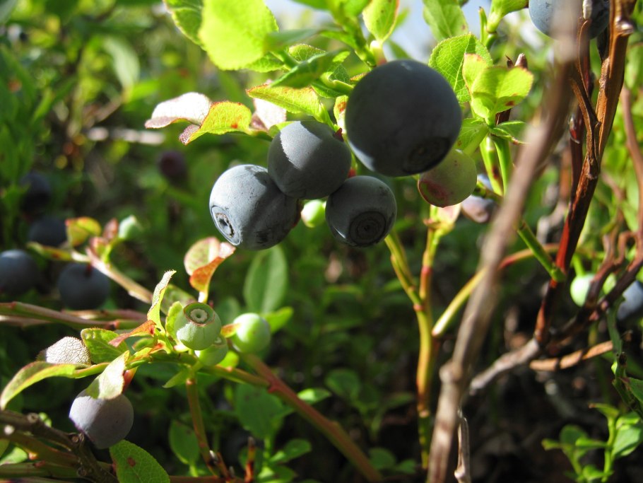 Арника ягода Садовая