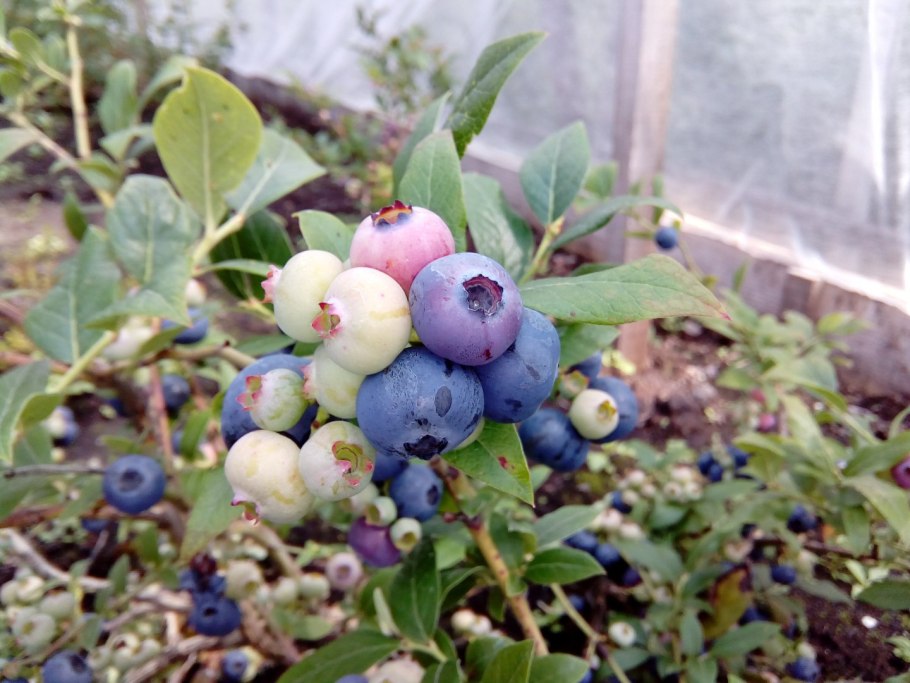 Костяника каменистая жилкование