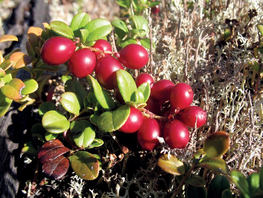 Брусника Руно Белявское