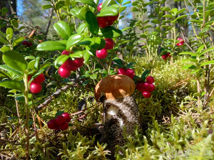 Поспевает брусника