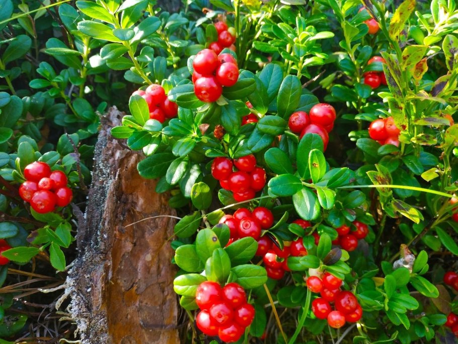 Брусника сорта