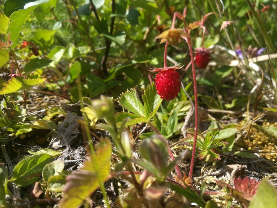 Брусника. Клюква. Красника