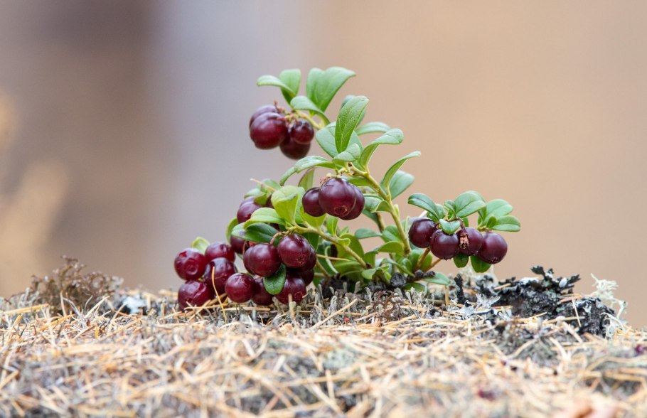 Черника и брусника