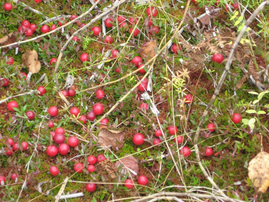 Клюква Болотная ягода