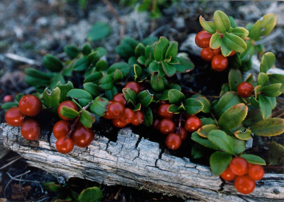 Голубика Сахалинская