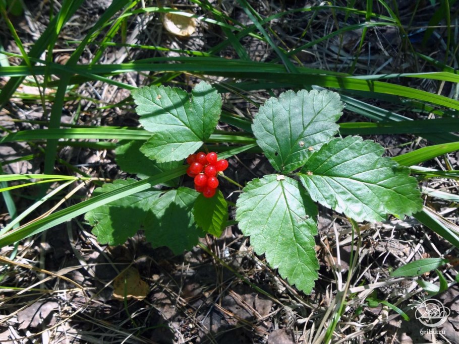 Брусника жимолость ягоды