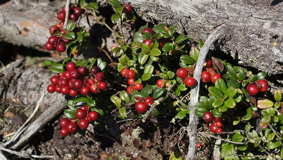 Северная ягода Морошка