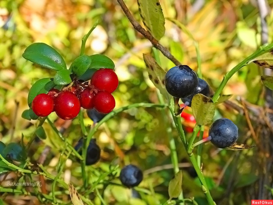 Можжевельник Сибирский можжевельник Сибирский
