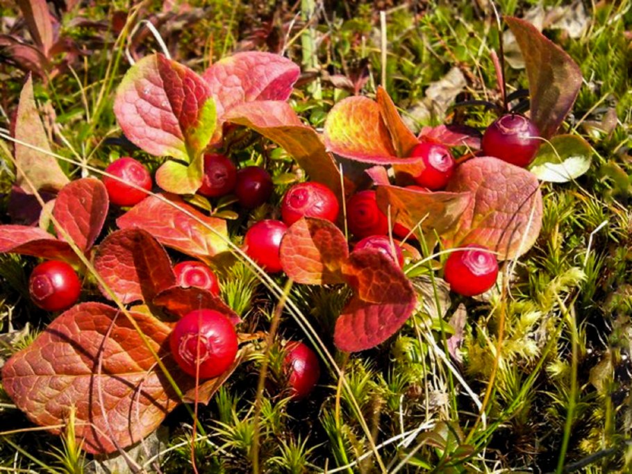 Красника клоповка