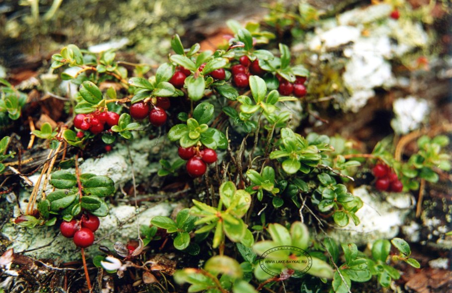 Поляника (Полевая клубника)