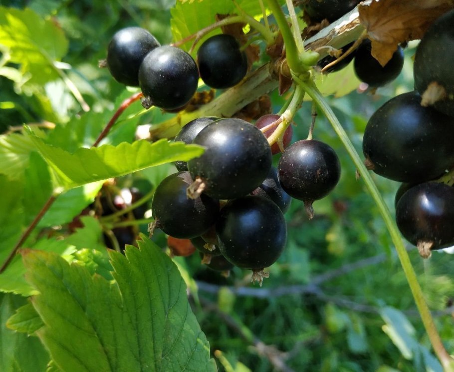 Свердловская область брусника