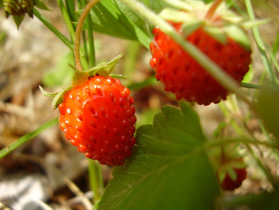 Вороника шикша