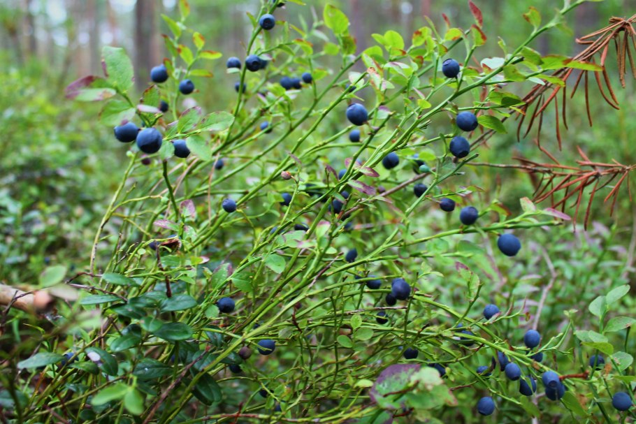 Красника, вороника, жимолость