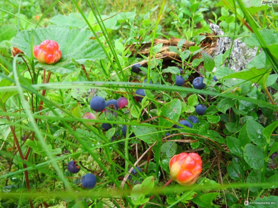 Брусника на кусте Карелия