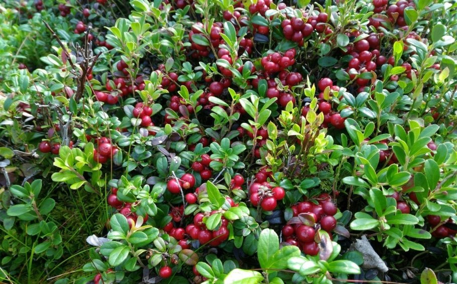 Поляника Княженика