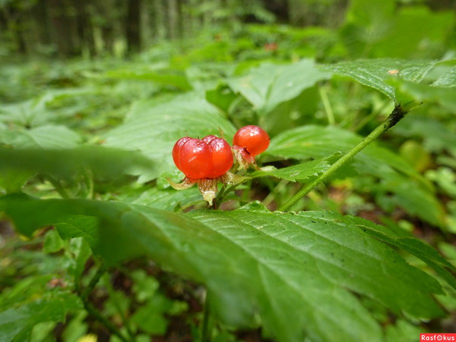 Васюганское болото Морошка