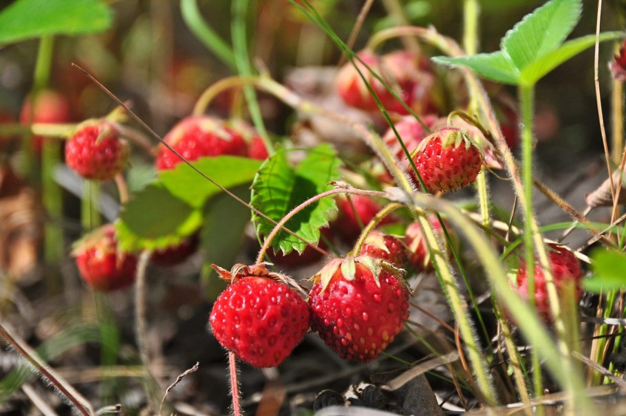 Черника кустарничек