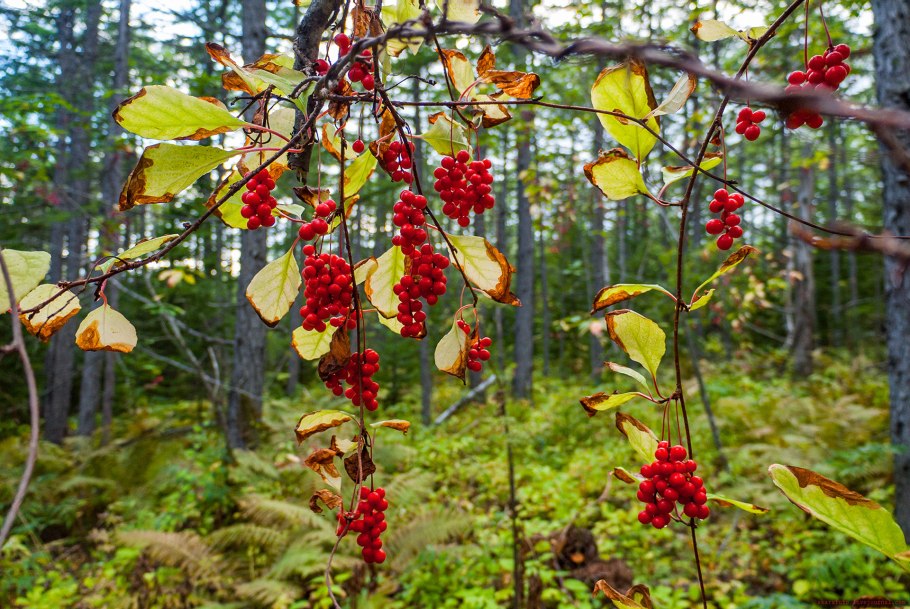 Морошка Кольский полуостров