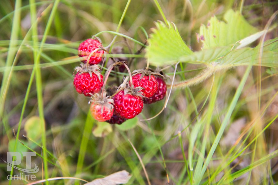 Ягоды республики коми костяника