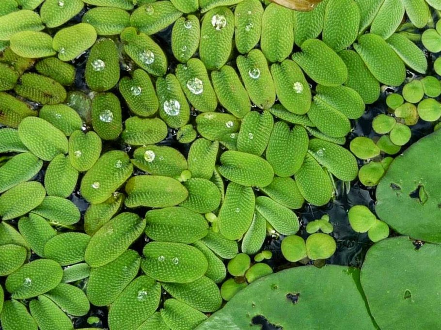 Сальвиния ушастая (Salvinia auriculata)